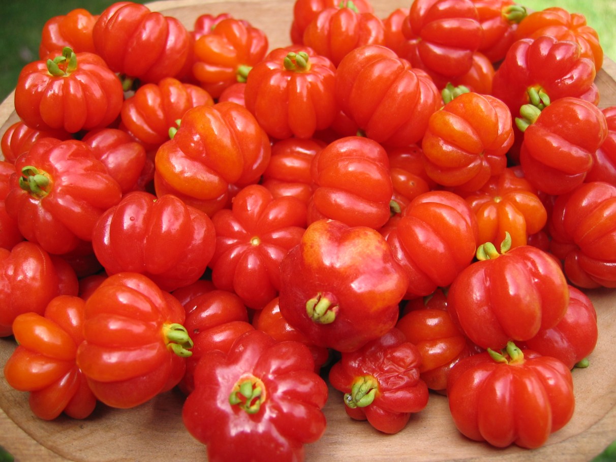 5 ideias de títulos:
1. Pitanga: A Superfruta Brasileira e Seus Incríveis Benefícios para a Saúde
2. Chá de Pitanga: Um Remédio Natural para Pressão Alta e Problemas Digestivos
3. Pitanga no Combate ao Envelhecimento Precoce e Fortalecimento da Imunidade
4. Como Usar a Pitanga para Melhorar a Saúde do Fígado e Controlar o Açúcar no Sangue
5. Receitas Deliciosas e Saudáveis com Pitanga: Sucos