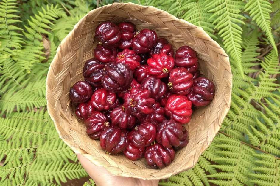 benefícios da pitanga para a saúde