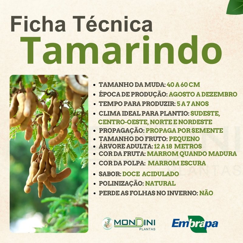 Tamarindo: um superalimento tropical