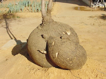 Usos tradicionais da raiz de umbuzeiro na culinária
