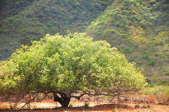 Propriedades nutricionais completas do umbuzeiro