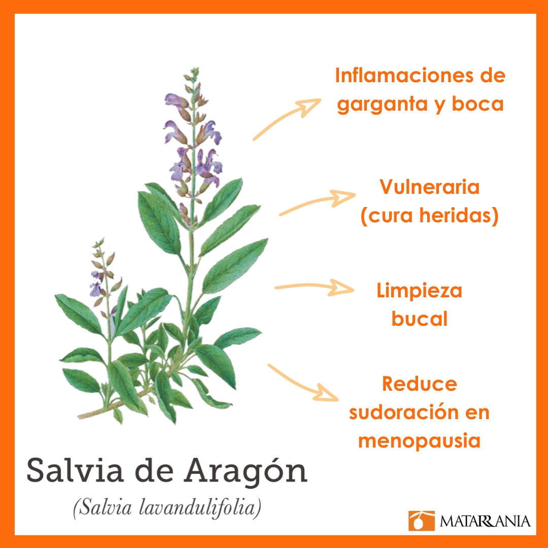 Descubra o poder antioxidante e anti-inflamatório da sálvia