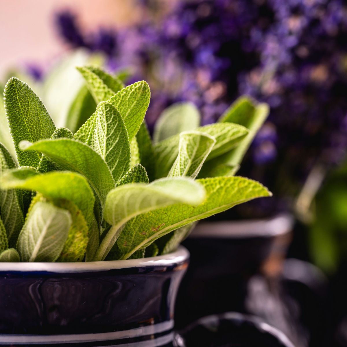 Descubra o poder antioxidante e anti-inflamatório da sálvia