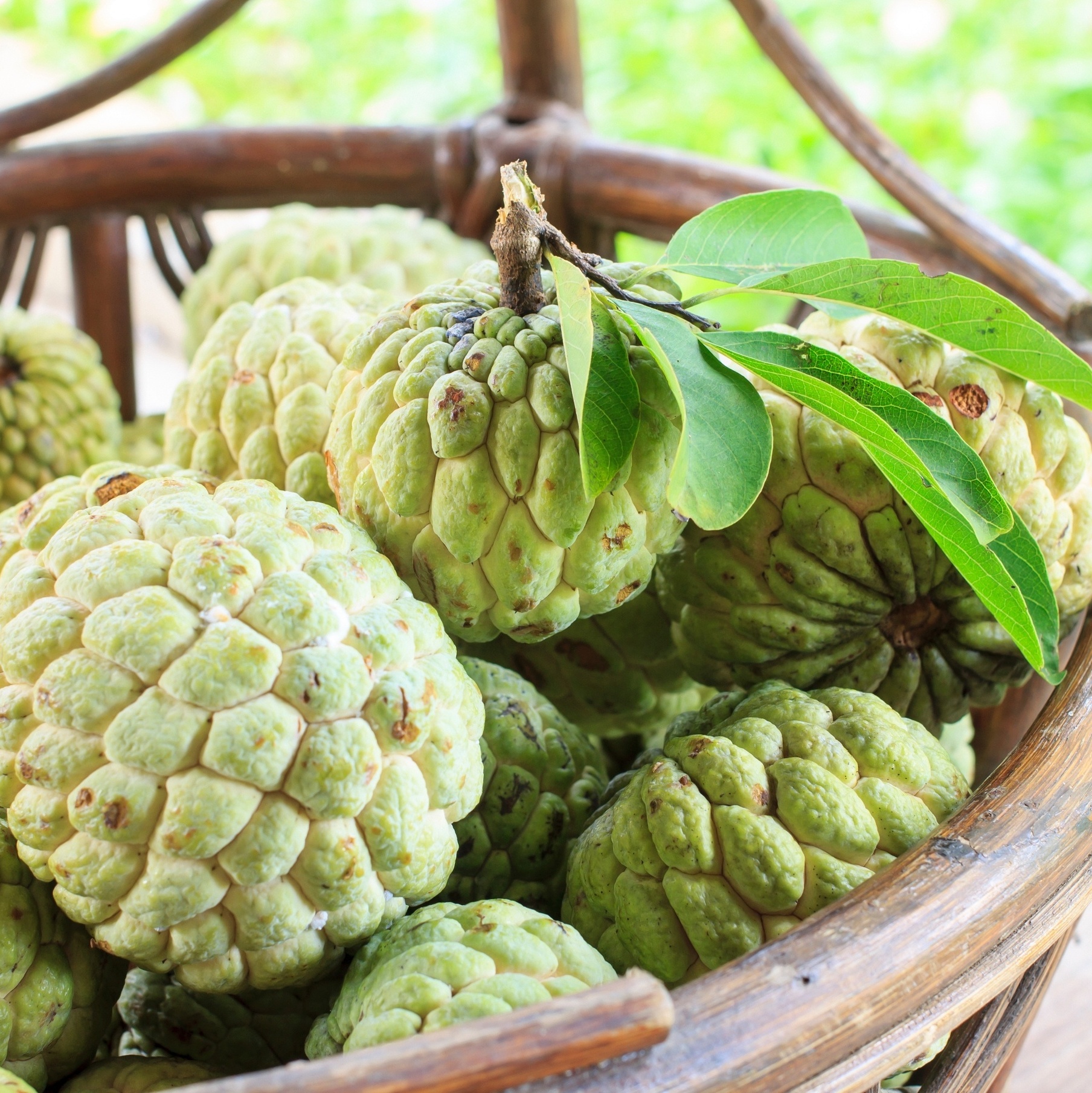 benefícios da semente de fruta do conde