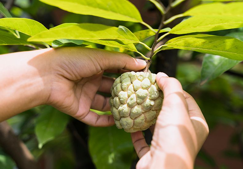 Como usar o óleo de semente de fruta-do-conde externamente