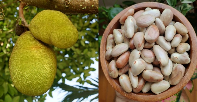 benefícios da semente de jaca