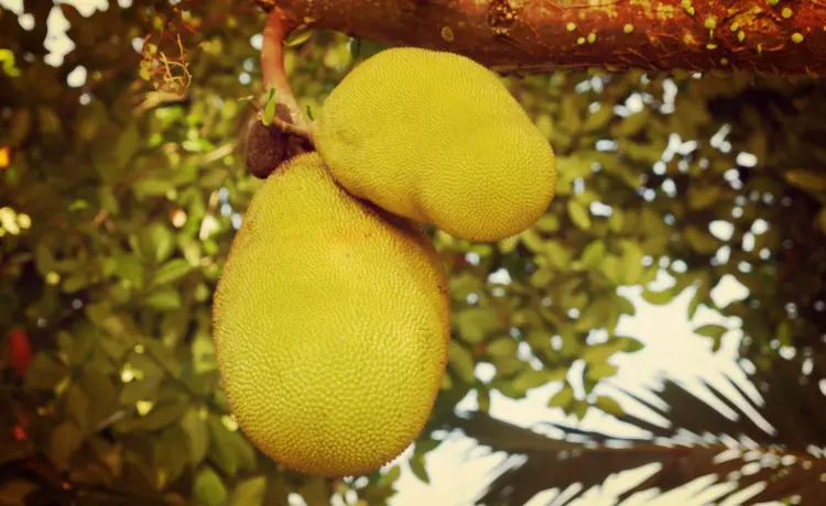 Como Assar Sementes de Jaca Perfeitamente