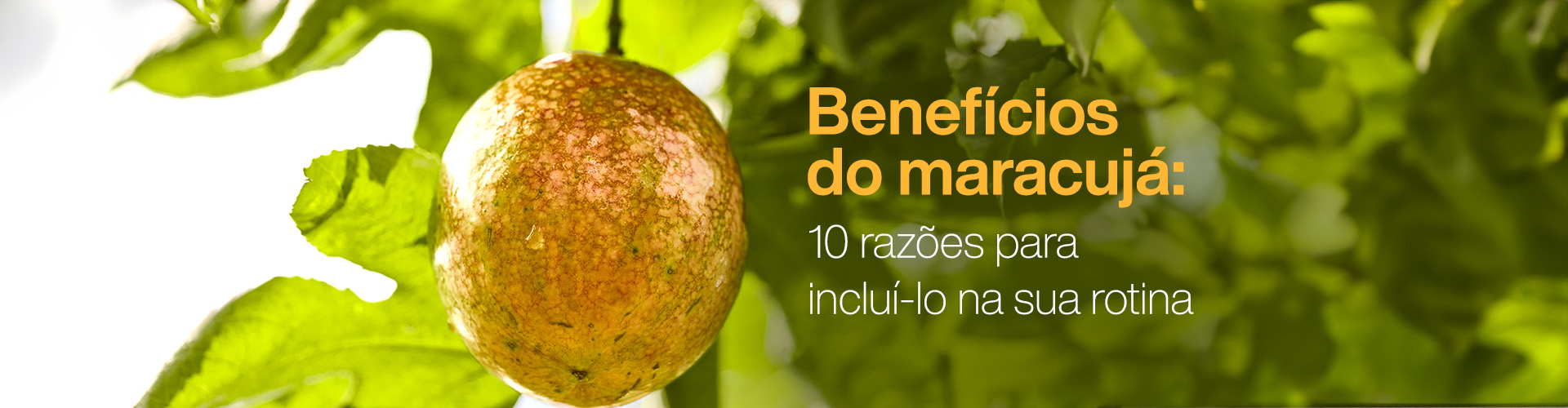 Como fazer farinha de semente de maracujá em casa