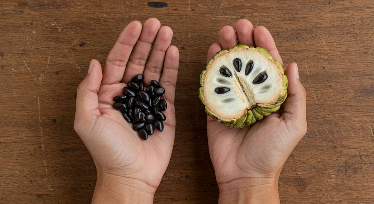 Como usar as sementes da pinha com segurança