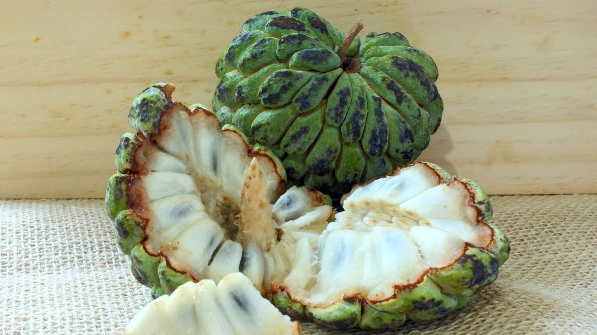 Benefícios do pinhão para a saúde