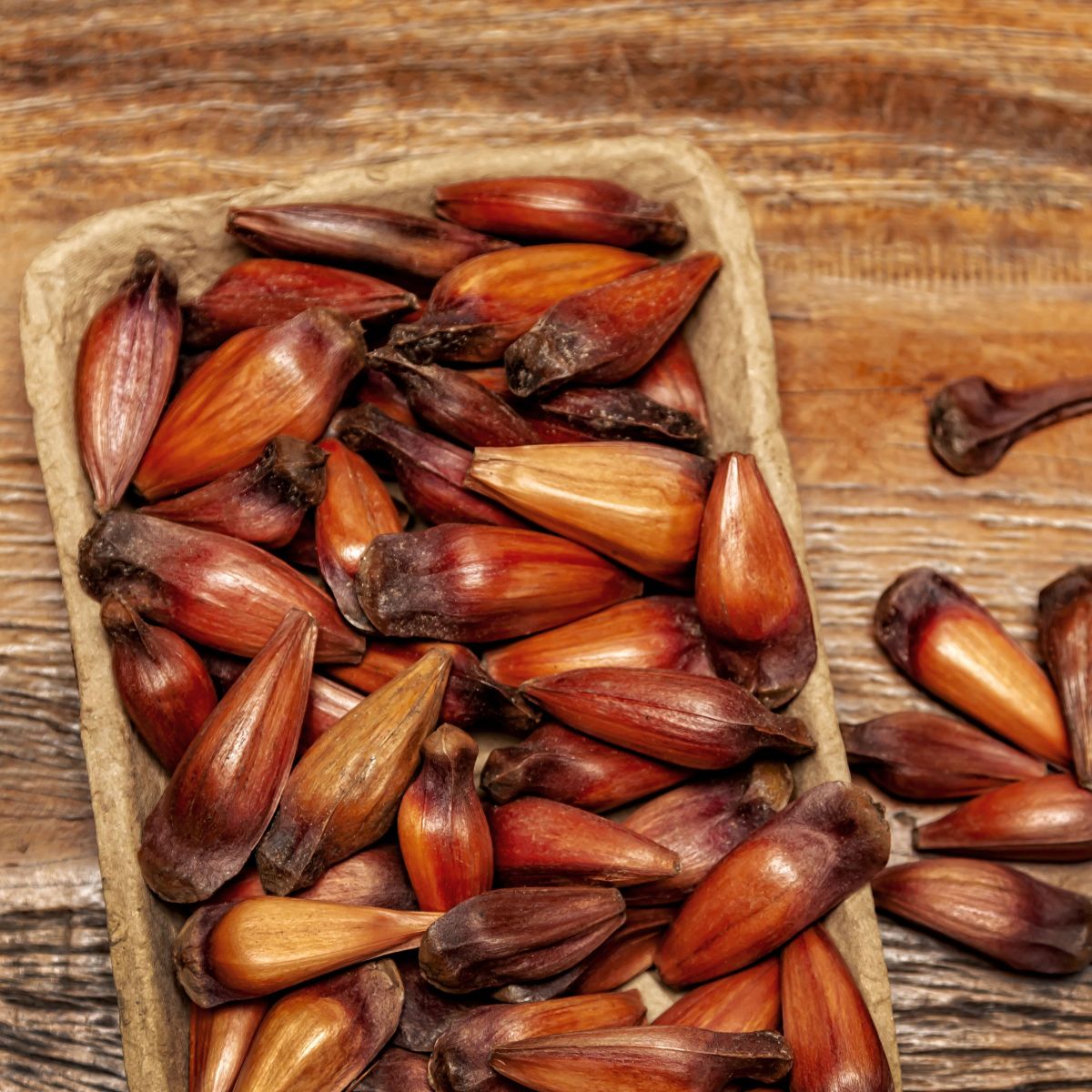 Estudos sobre o potencial analgésico da Annona squamosa