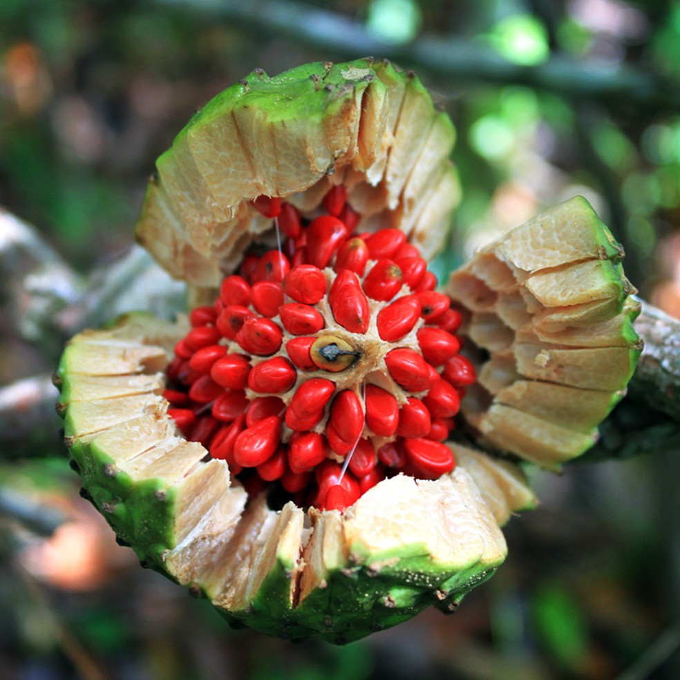 benefícios da semente de pinha