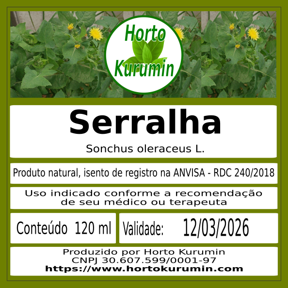 Receitas com serralha: saladas