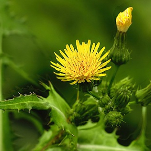 Os benefícios nutricionais da serralha para a saúde