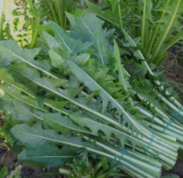 Como identificar a serralha e evitar confusões