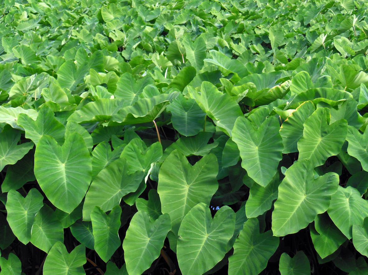 Taioba na Gravidez: Benefícios e Cuidados