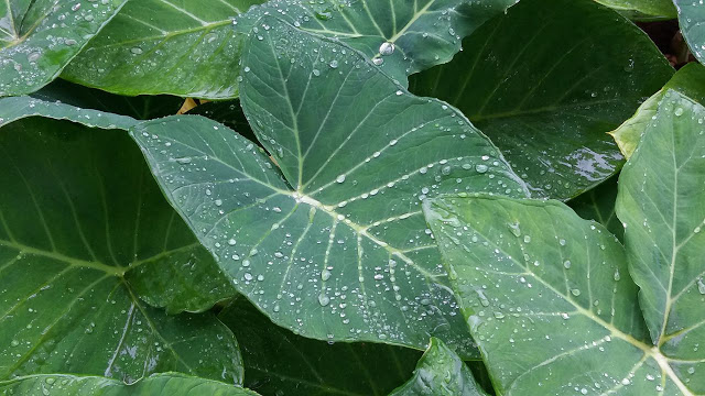 Combate à Anemia com Taioba: Uma Solução Nutritiva e Acessível