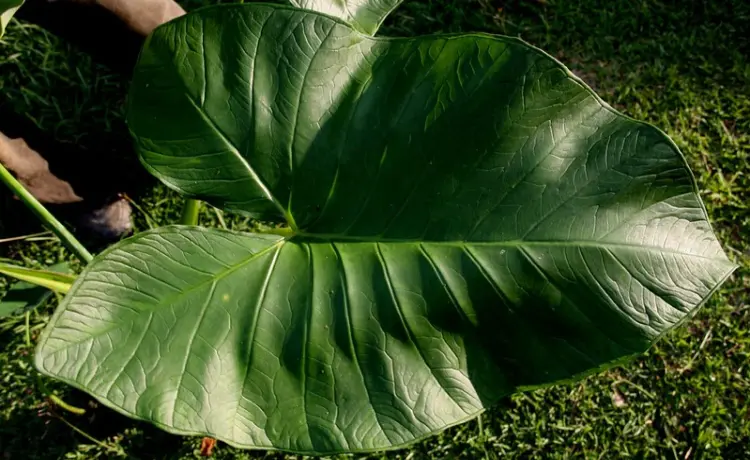 Receita de Taioba Refogada Tradicional Mineira