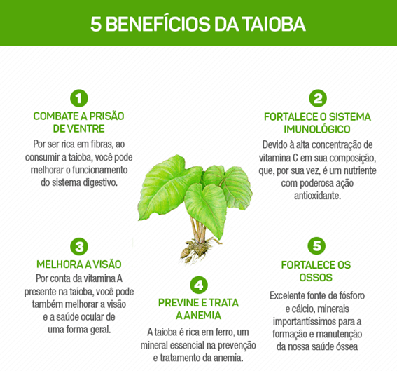 Como Identificar a Taioba Mansa Corretamente