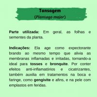 Diferenças entre Tanchagem e Outras Plantas Medicinais Similares