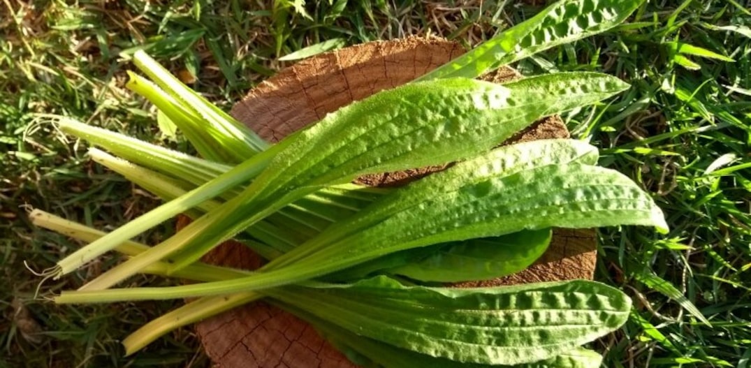 História e Tradição do Uso da Tanchagem na Medicina Popular