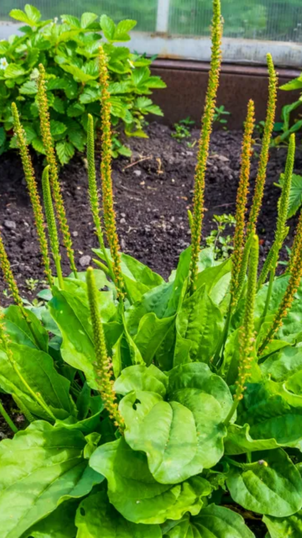 benefícios da tansagem