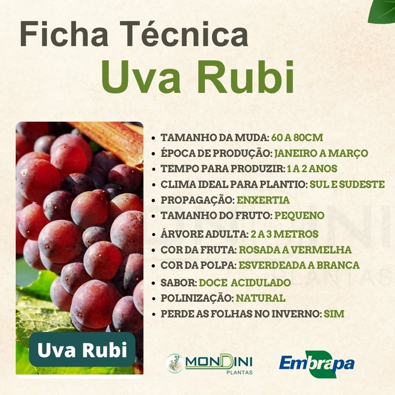 benefícios da uva rubi