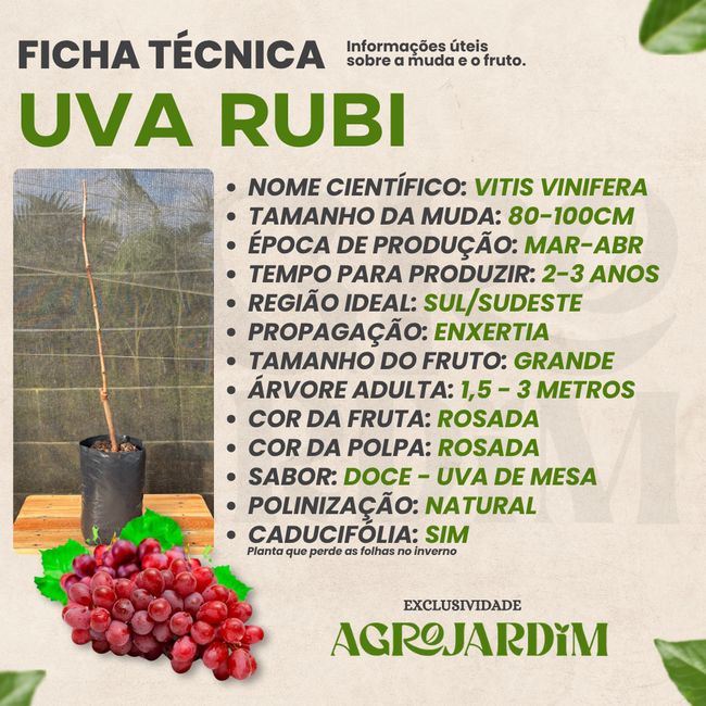 Guia Completo sobre os Benefícios da Uva Rubi para a Pele
