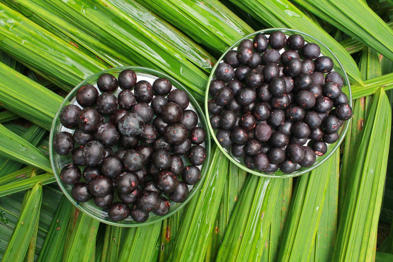 Receitas de smoothies com açaí puro