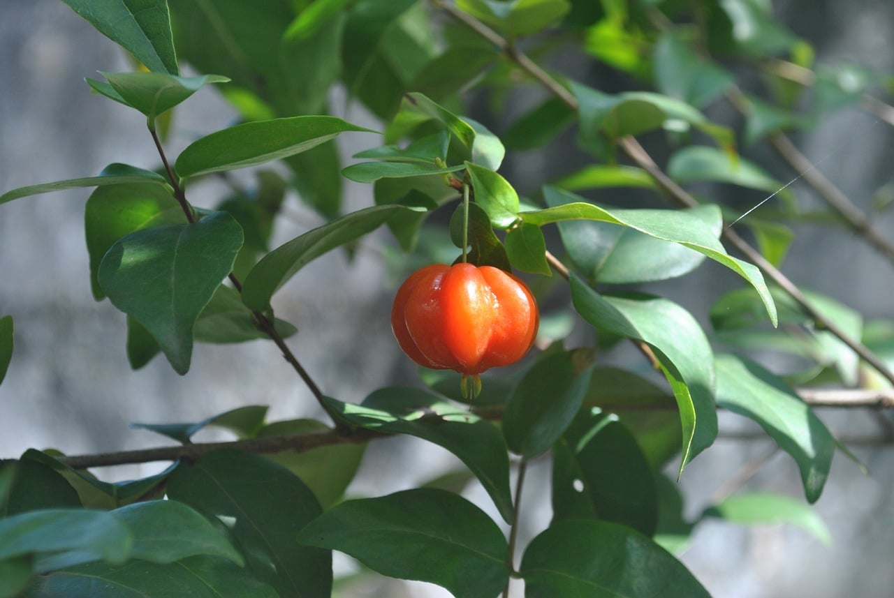 Como Preparar um Banho de Limpeza Espiritual com Folhas de Pitanga