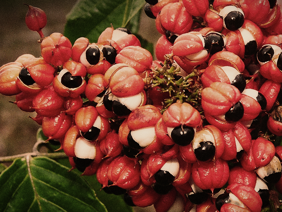 Guaraná vs. Café: Qual o Melhor Estimulante?