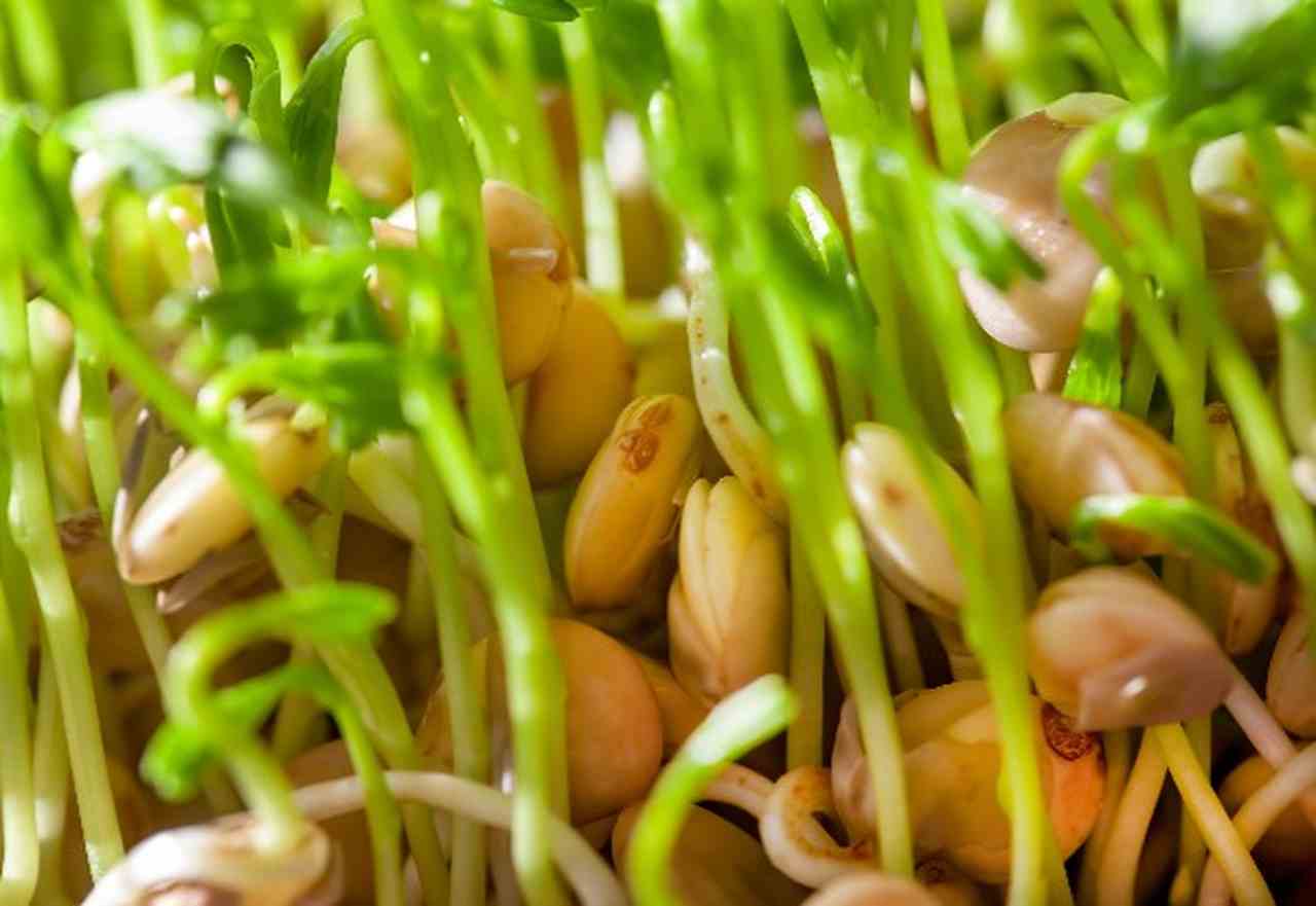 Moyashi vs. Outros Brotos: Qual o Mais Nutritivo?