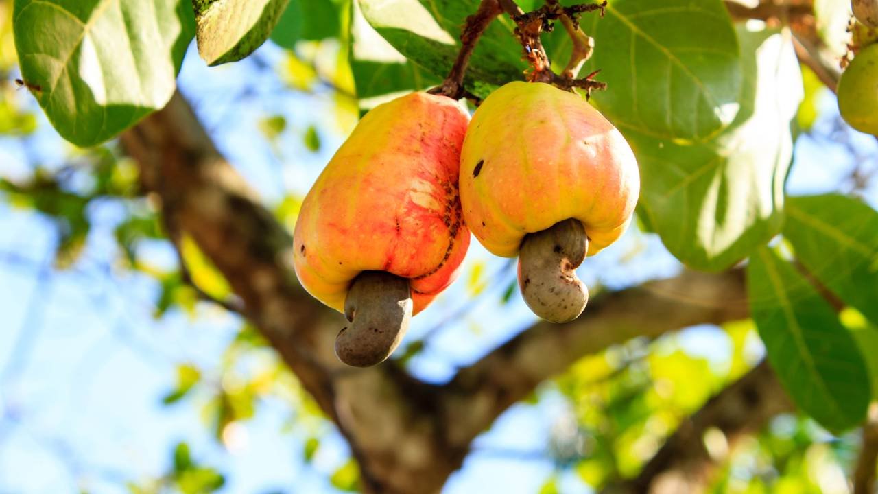 5 Receitas com Caju para Turbinar sua Imunidade