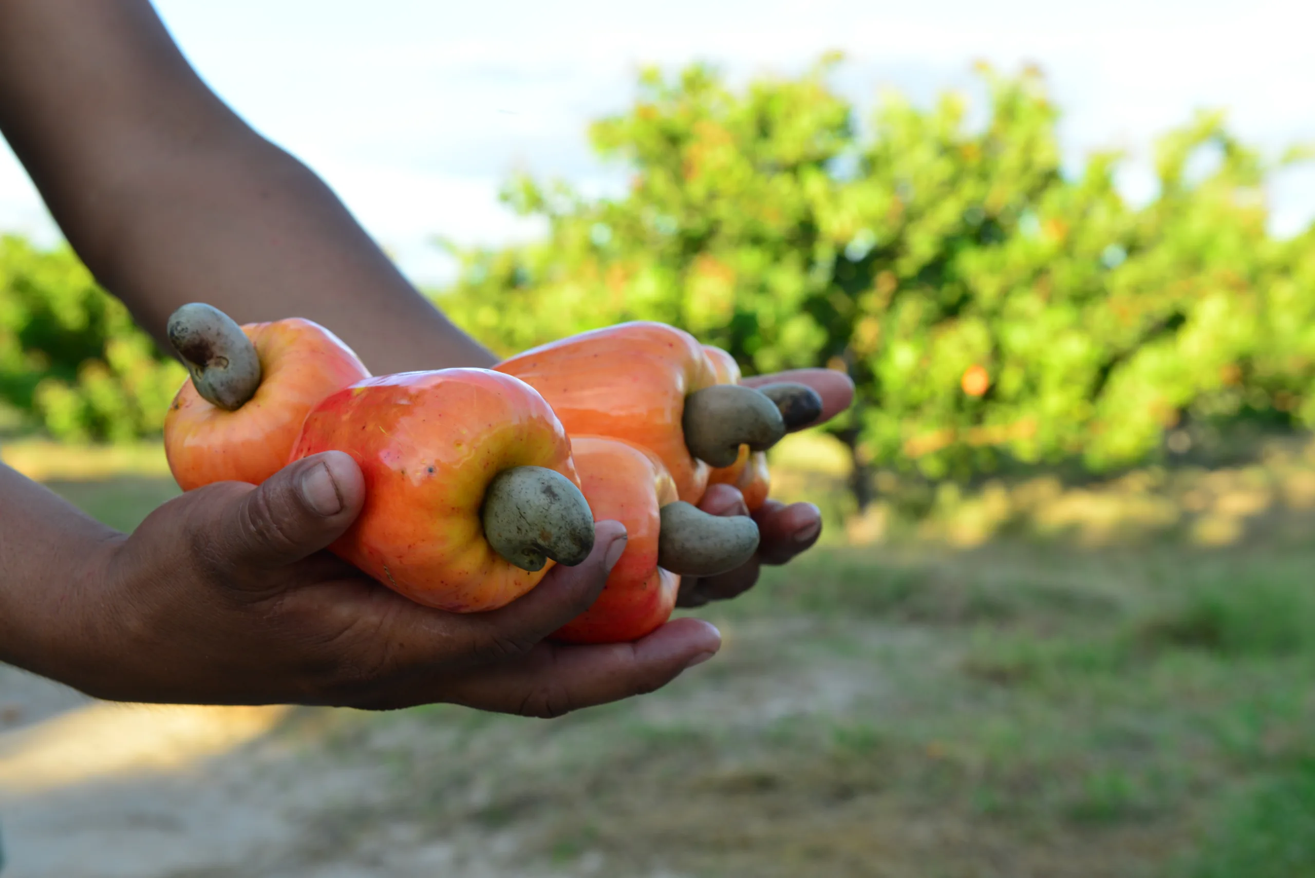 Caju na Dieta: Benefícios para Músculos e Defesas