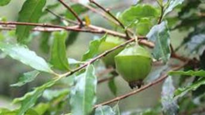 Como cultivar cambuci em casa