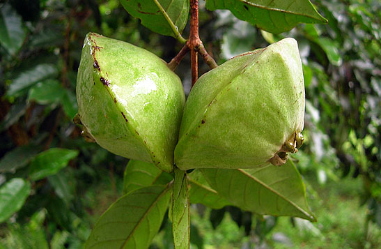 Benefícios das folhas de cambuci para cólicas