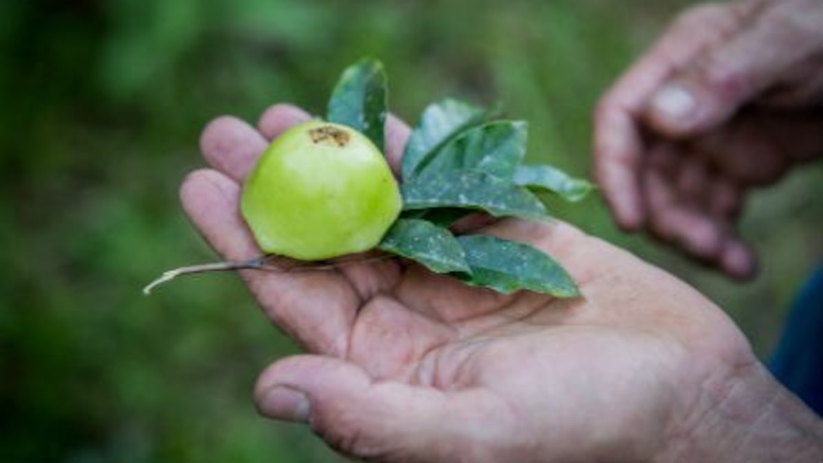 benefícios do cambuci fruta