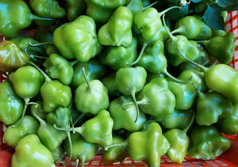 Benefícios das folhas de cambuci para cólicas