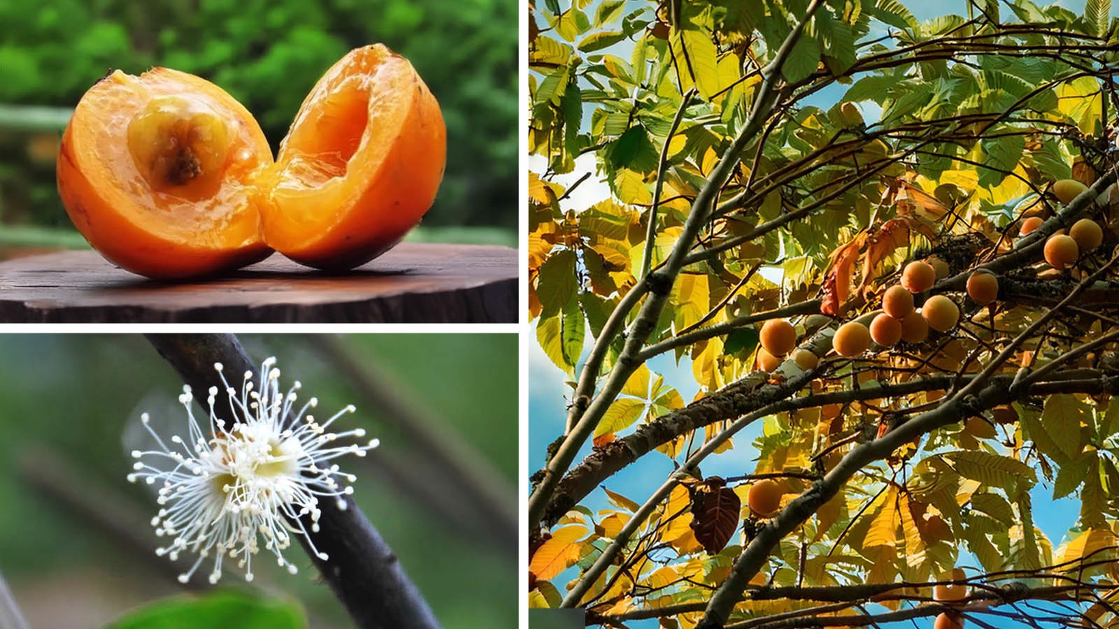 benefícios do cambuci para diabetes