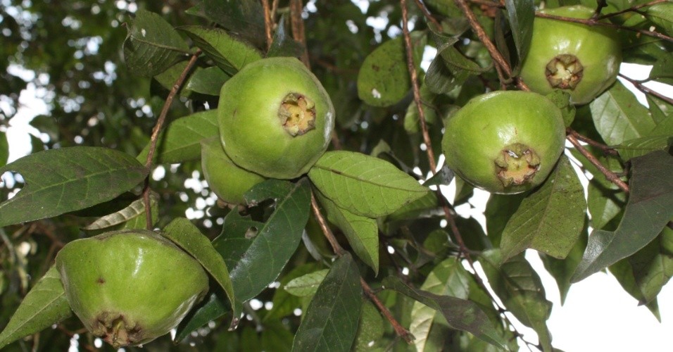 Receitas de geleia de cambuci sem açúcar