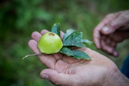 Comparativo: Cambuci vs. outras frutas para diabéticos