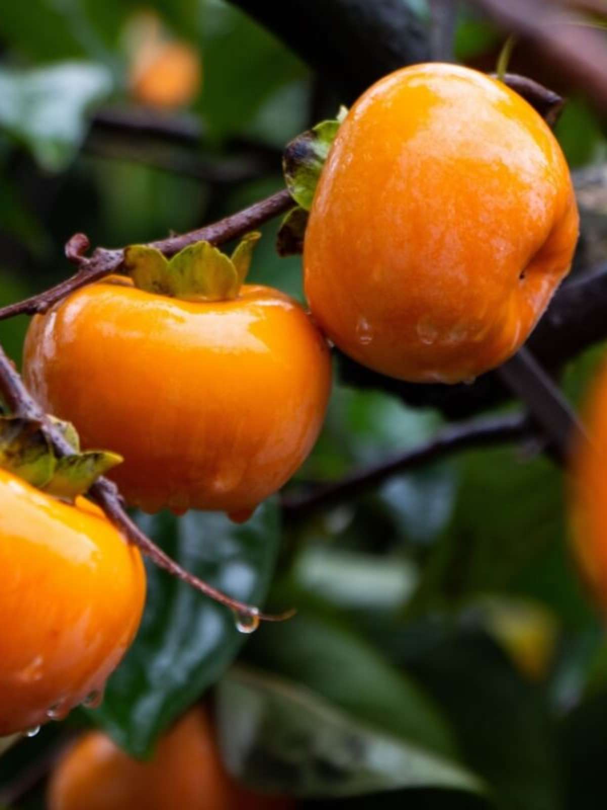 Dicas para Aproveitar o Caqui Café Fresco e Firme