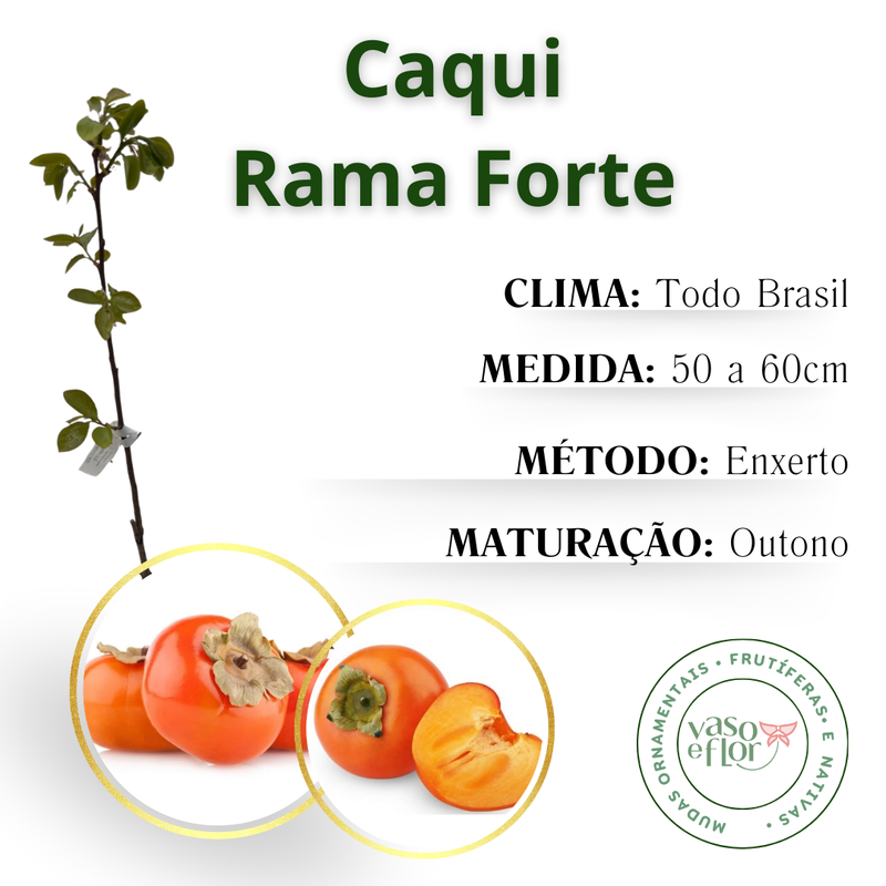 Como identificar o ponto ideal do caqui Rama Forte