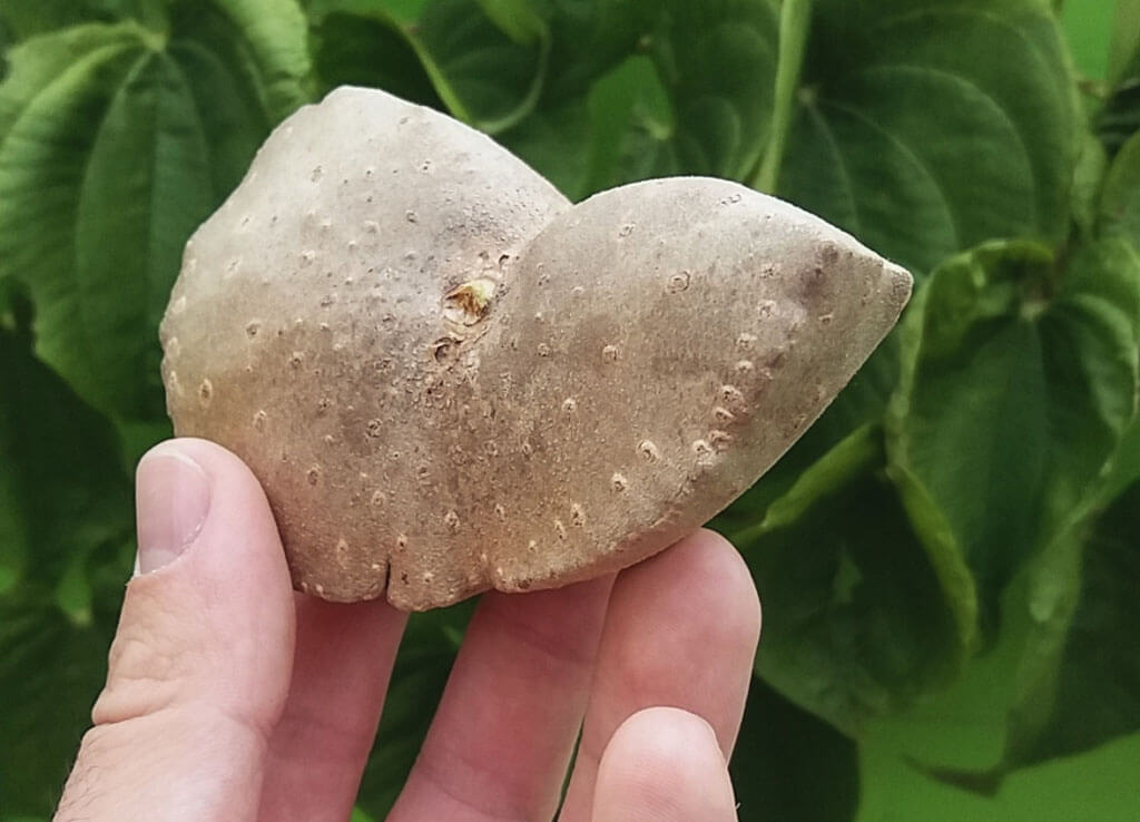 benefícios do cará-moela