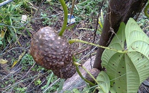 O Poder Medicinal do Cará-Moela: Usos Tradicionais e Científicos