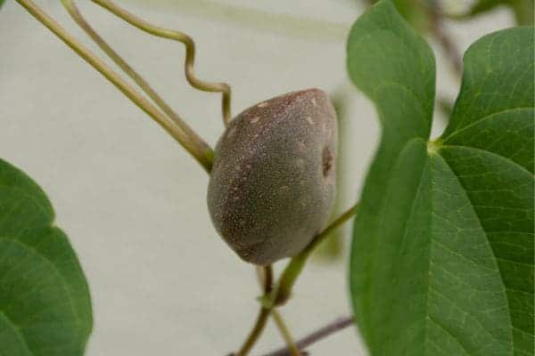 10 Benefícios Surpreendentes do Cará-Moela para a Saúde