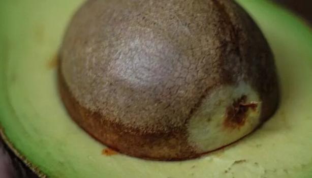 Caroço de Abacate: Mitos e Verdades
