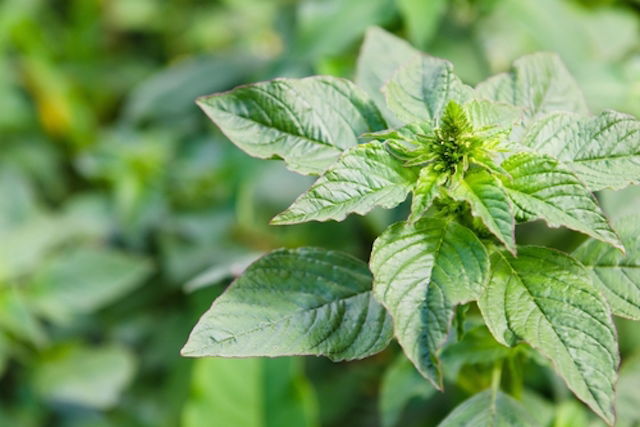Receita de Caruru Refogado Simples
