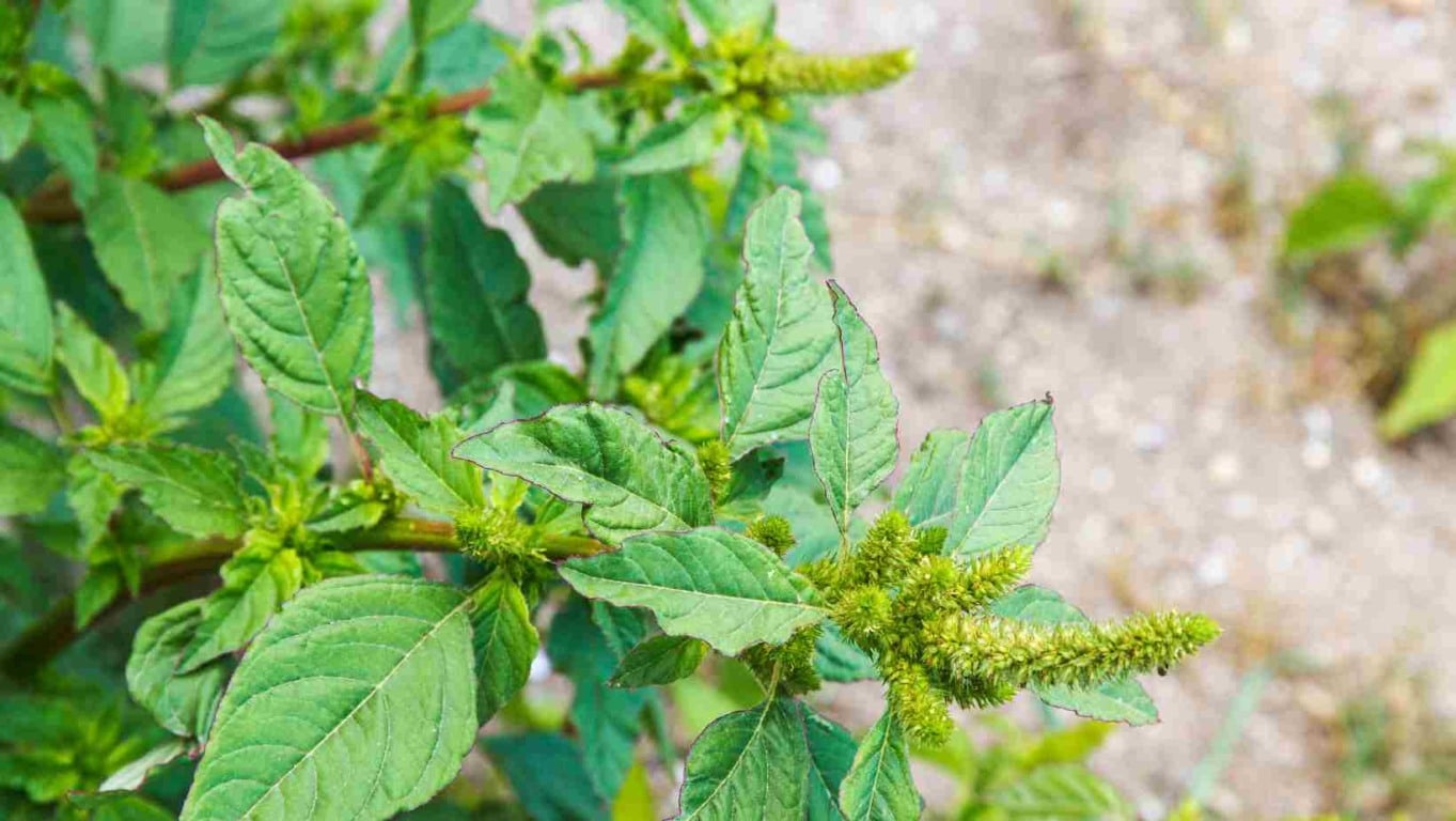 Como Identificar e Colher Caruru com Segurança