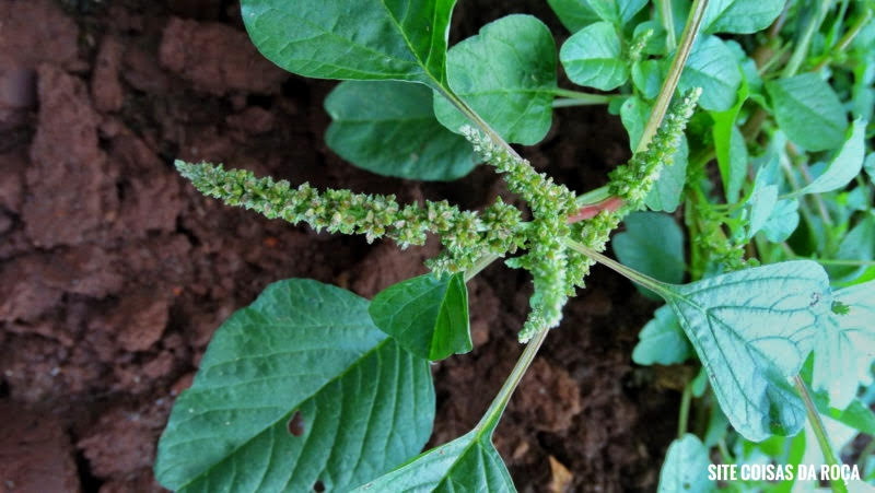 Os Benefícios das Sementes de Amaranto na Dieta